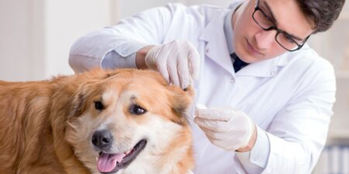 What Is a Pet Wellness Plan & How Does It Work?