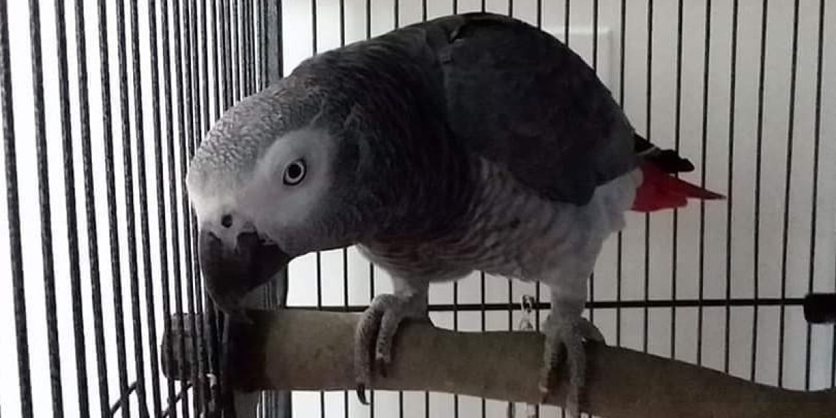 20 Top Tweets Of All Time About African Grey Parrot